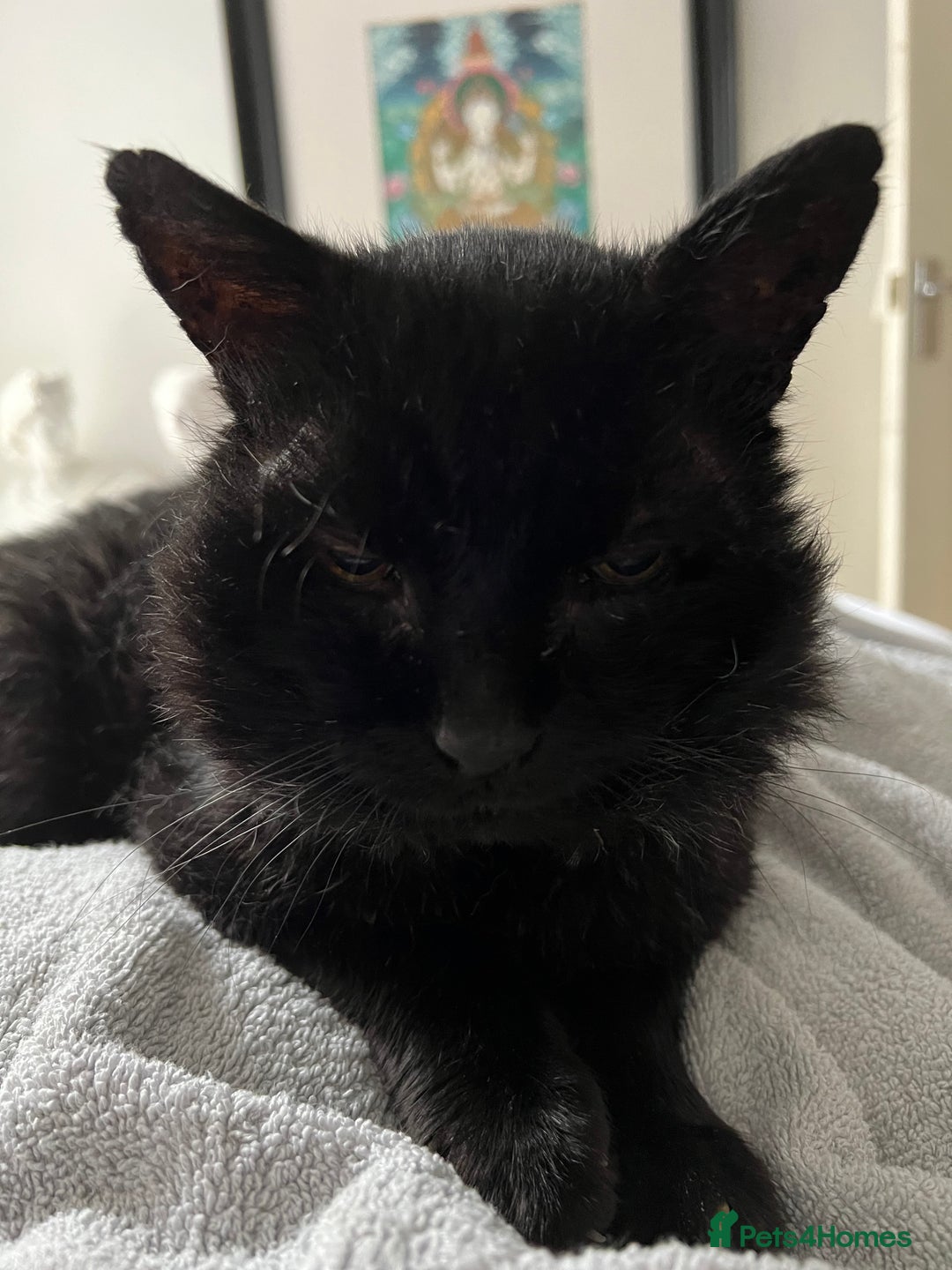 British Shorthair cats for sale: Lovely Elderly Cat - Image 4