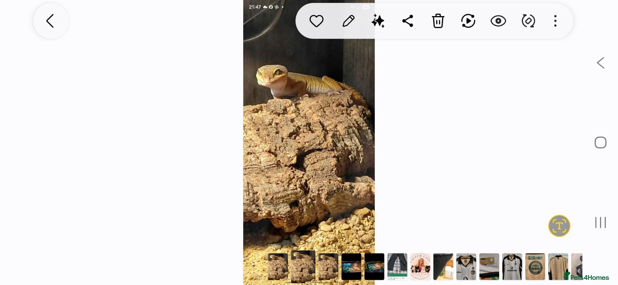 Leopard Gecko reptiles Leopard Gecko with full set up  - Advert 1