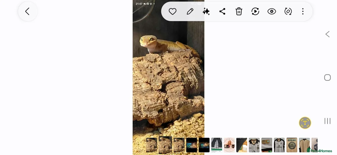 Leopard Gecko reptiles for sale: Leopard Gecko with full set up  in Stockport - Advert 1