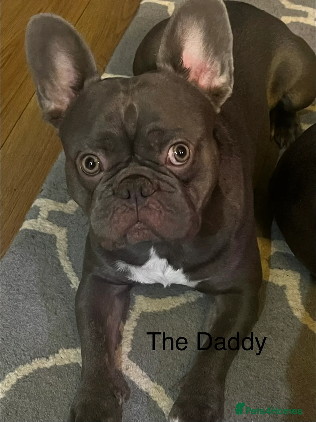 French Bulldog dogs for sale: Gorgeous KC Reg Blue and Lilac Frenchies Babies - Advert 5