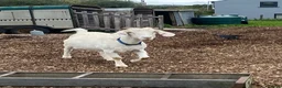 Goats livestock for sale: Trio of goats  - Advert 1