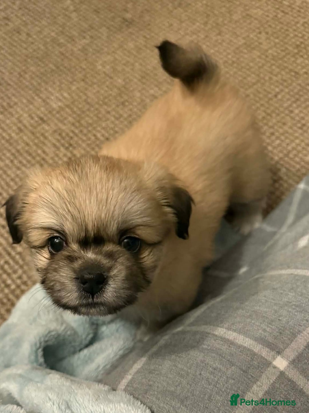 Tibetan Spaniel dogs for sale: Tibetan spaniel  - Advert 4