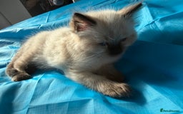 Ragdoll cats for sale: 🩵 Beautiful Ragdoll Kittens Ready at 12 Weeks! 🩵 - Image 40