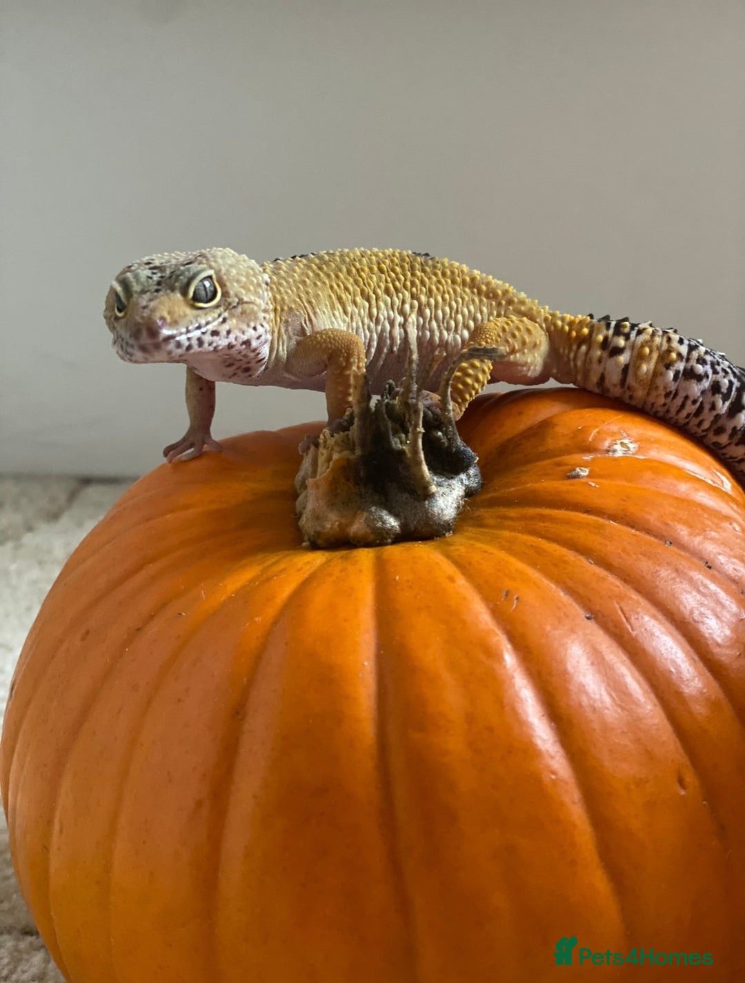 Leopard Gecko reptiles for sale: Leopard gecko with enclosure, everything she needs - Image 5