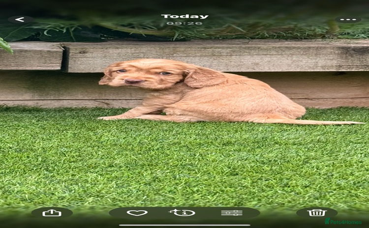 Cocker Spaniel dogs - Advert 1