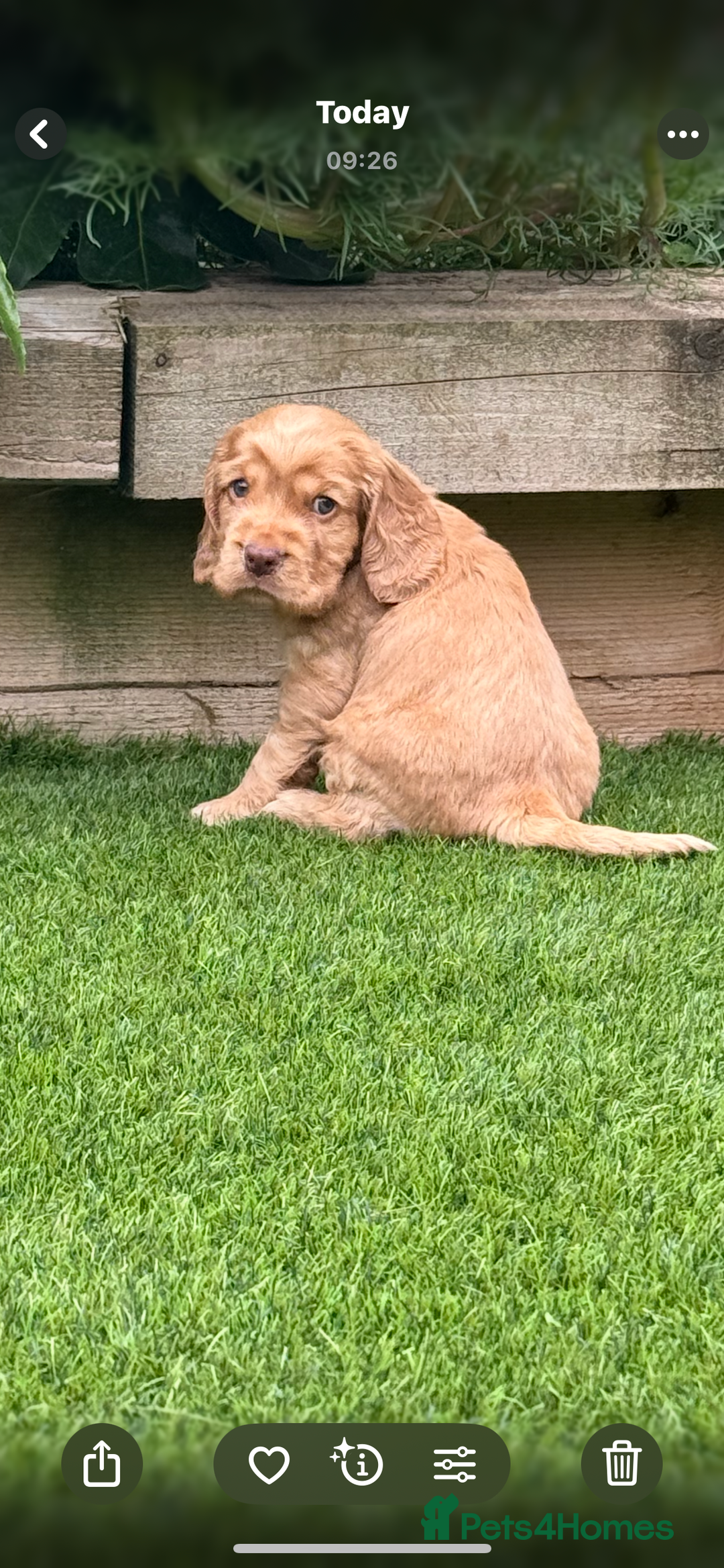 Cocker Spaniel dogs for sale: Quality English Show Cocker Spaniels (Serci Lines) - Image 3