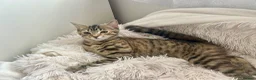 Domestic Shorthair cats for sale: Adorable Scottish mix Kittens 🐾 - Advert 8
