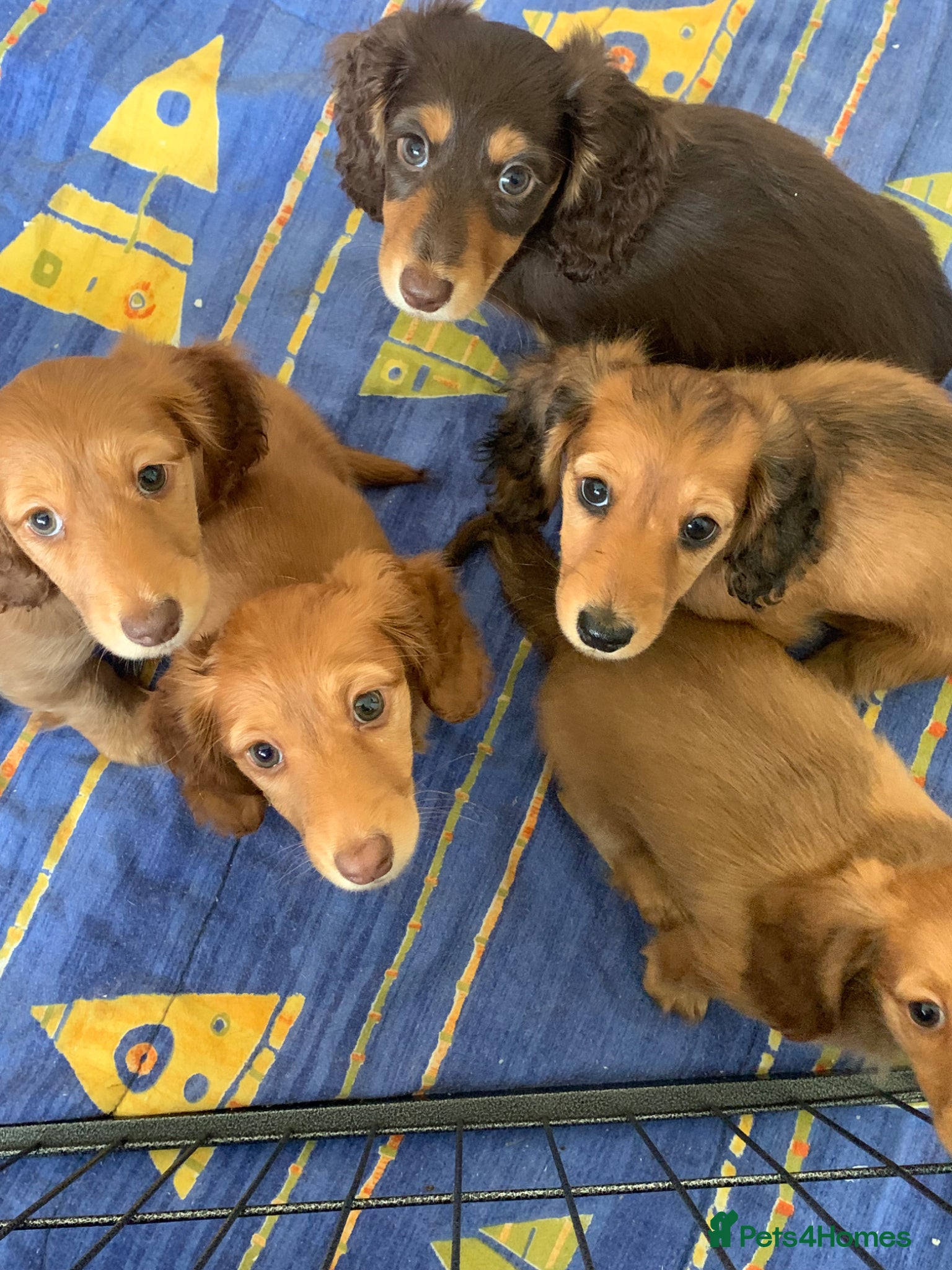 Dachshund dogs for sale: Last 2 Miniature longhaired dachshund Puppies - Advert 22