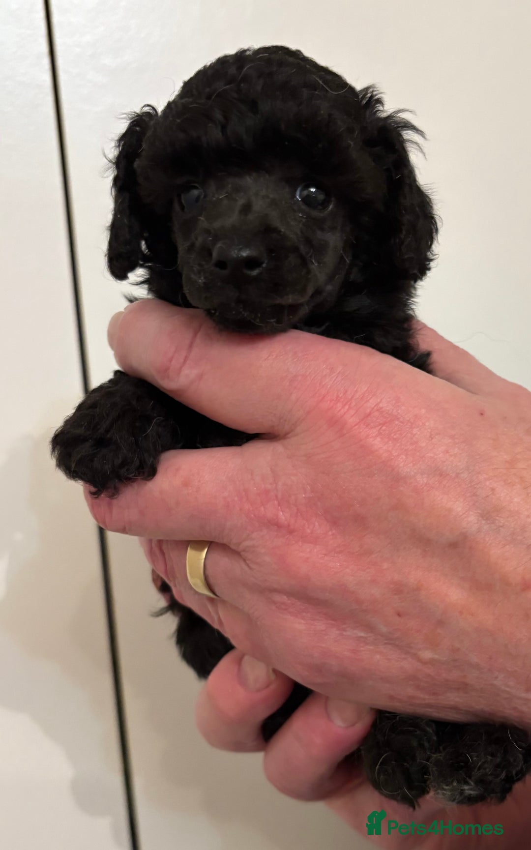 Toy Poodle dogs for sale: Beautiful KC Registered Toy Poodle Puppies - Advert 6