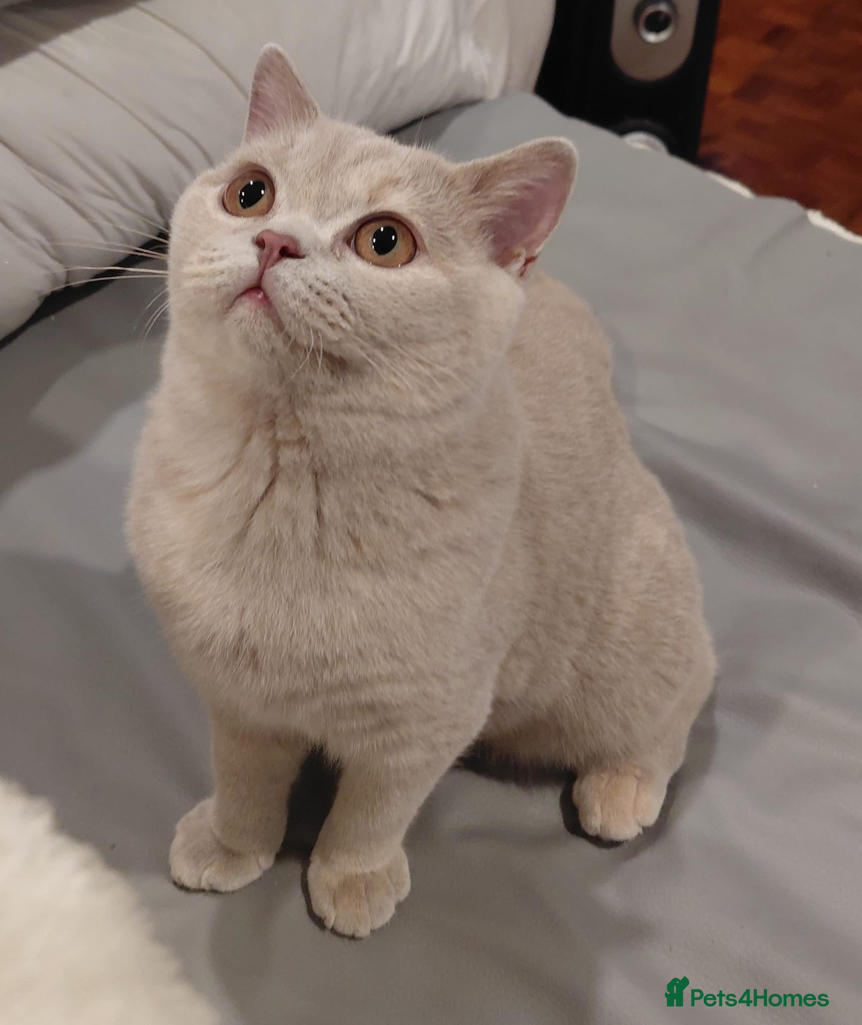 British Shorthair cats GCCF Registered Championship Line BSH tortie girl - Advert 5