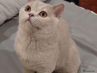 British Shorthair cats GCCF Registered Championship Line BSH tortie girl - Advert 6