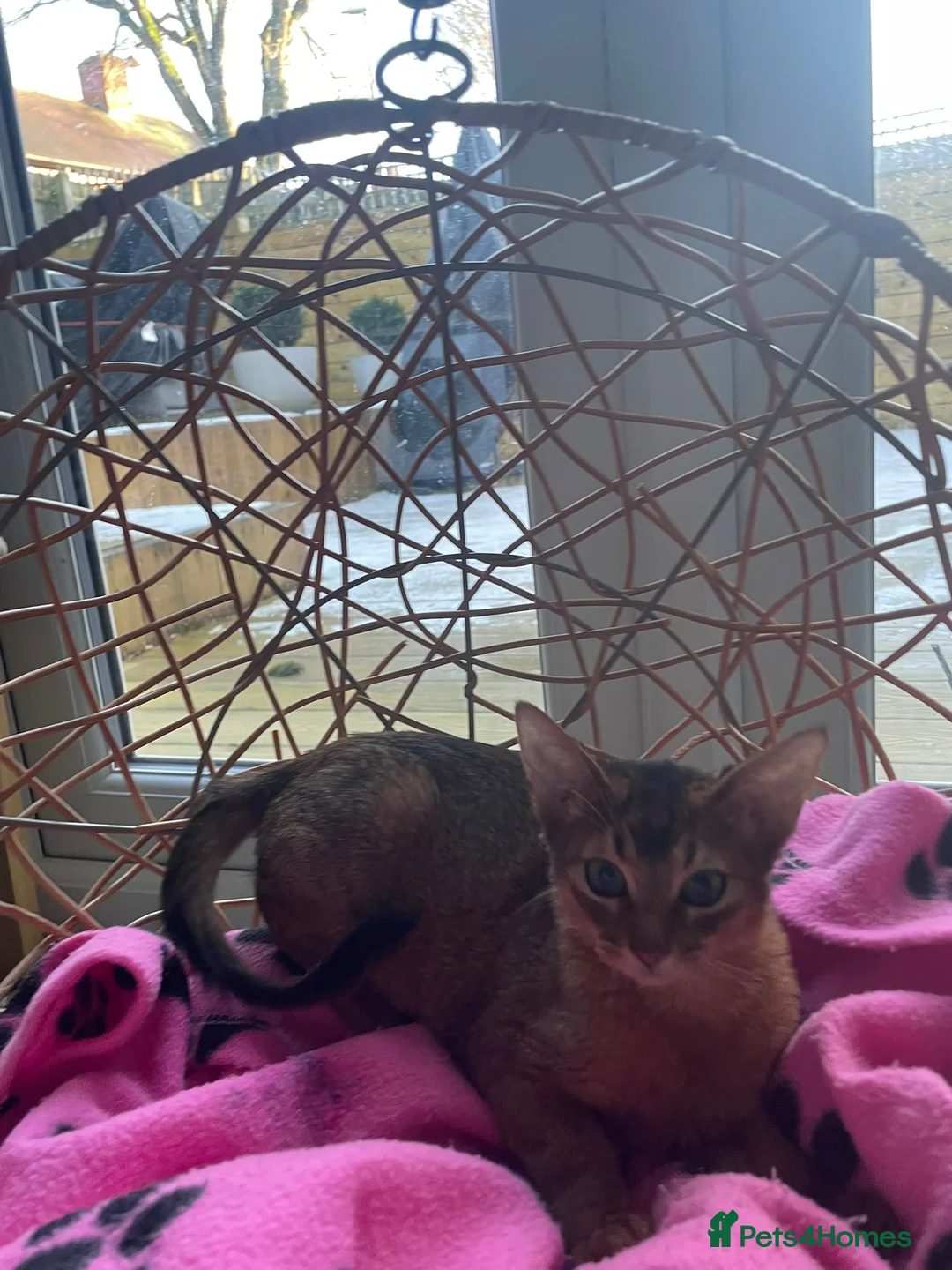Abyssinian cats for sale: Abyssinian Kitten Boy and girl Tica Show Quality  - Advert 17
