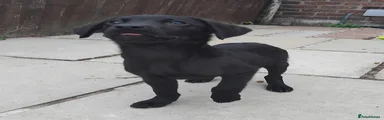 Labrador Retriever 5