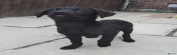 Labrador Retriever dogs for sale: 5 Beautiful labrador puppies (Male) - Advert 15