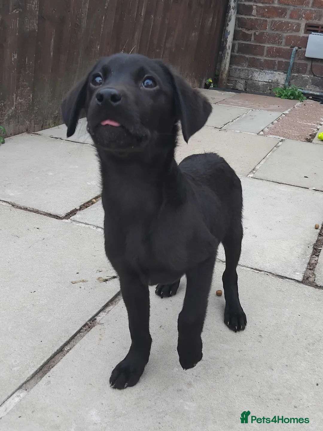 Labrador Retriever dogs for sale: 5 Beautiful labrador puppies (Male) - Advert 15