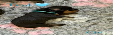 Rottweiler Puppy 11