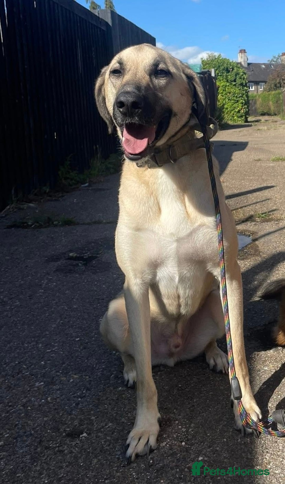 Mixed Breed dogs for sale: Kobe 3 year old mix breed - Advert 1