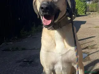 Mixed Breed dogs Kobe 3 year old mix breed - Advert 3