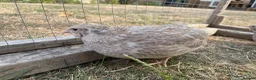 Quail poultry for sale: Piebald and Mixed Colours Coturnix Quails  - Advert 6