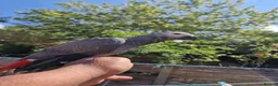 Parrots birds for sale: Super tame African Greys  in Harrow - Advert 1