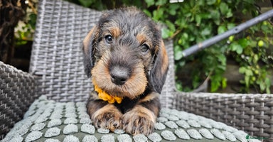 Dachshund dogs - Advert 15