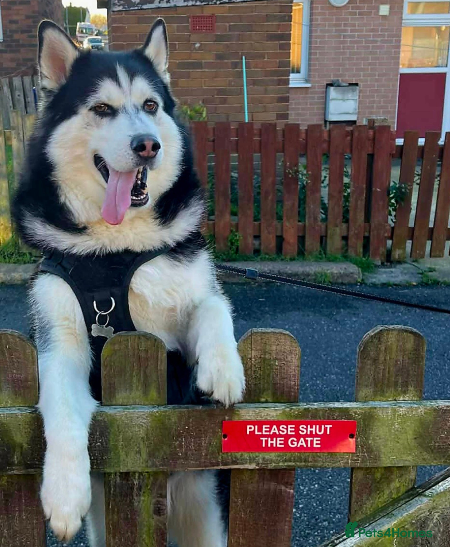 Alaskan Malamute dogs Hunter - Advert 8
