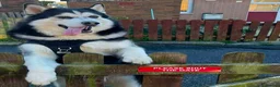 Alaskan Malamute dogs for sale: Hunter in Barnsley - Advert 1