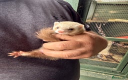 Ferret rodents for sale: Ferret kits - Image 6