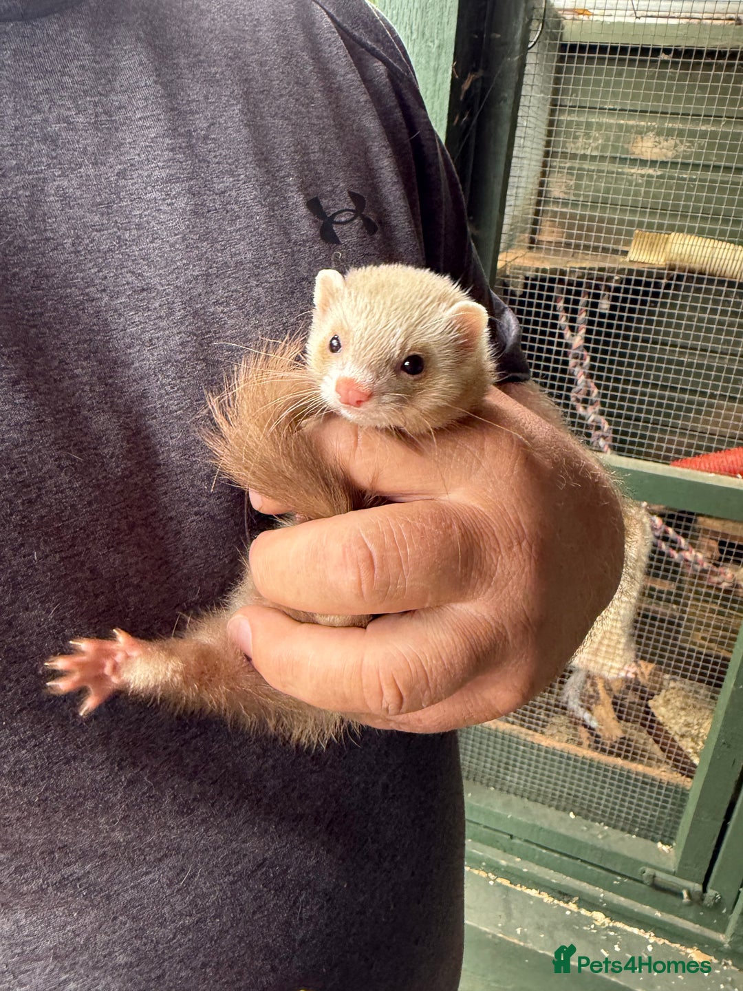 Ferret rodents for sale: Ferret kits - Image 6