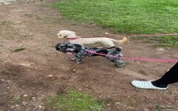 Cockapoo dogs for sale: Cockapoo - Image 13