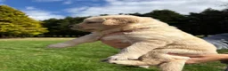 Golden Retriever dogs for sale: Beautiful chunky Golden Retriever puppies for sale in Welshpool - Advert 15