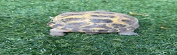 Tortoise reptiles for sale: Horsefield tortoise 2 years old female in Bolton - Advert 6