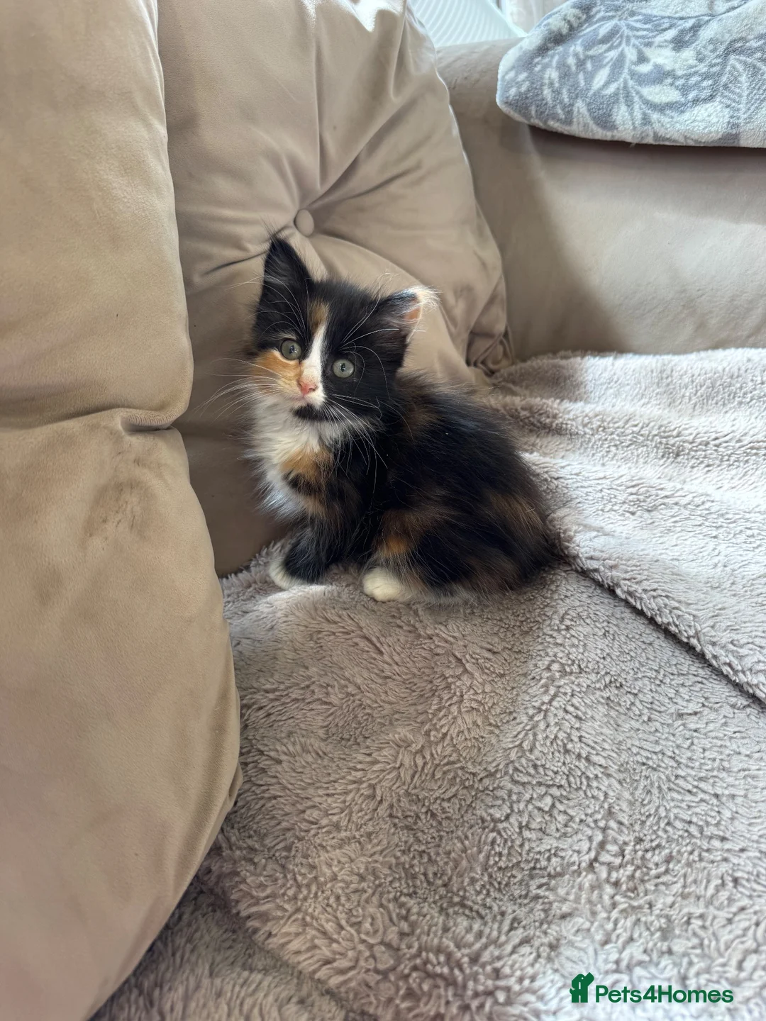 Mixed Breed cats for sale: Fluffy Maine coon x girl  - Advert 1
