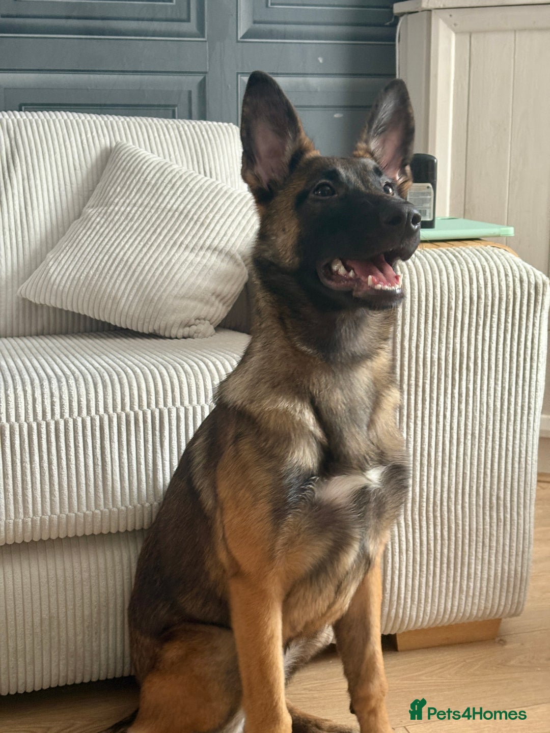 Mixed Breed dogs for sale: Belgium malinois X German shepherd  - Advert 6