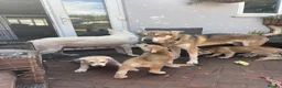 Mixed Breed dogs for sale: White Swiss shepherd cross wolf dog - Advert 25