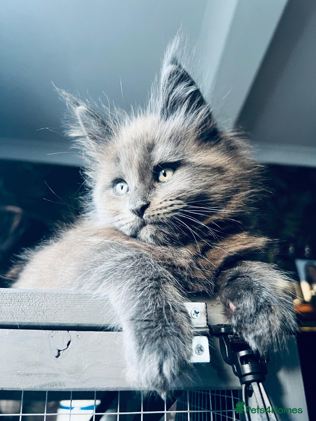 Maine Coon cats for sale: Blue Smoke Pure Breed Maine Coon Kittens Available - Advert 2