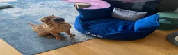 Shar Pei dogs for sale: Loving Shar Pei Looking for Her Forever Home - Advert 4