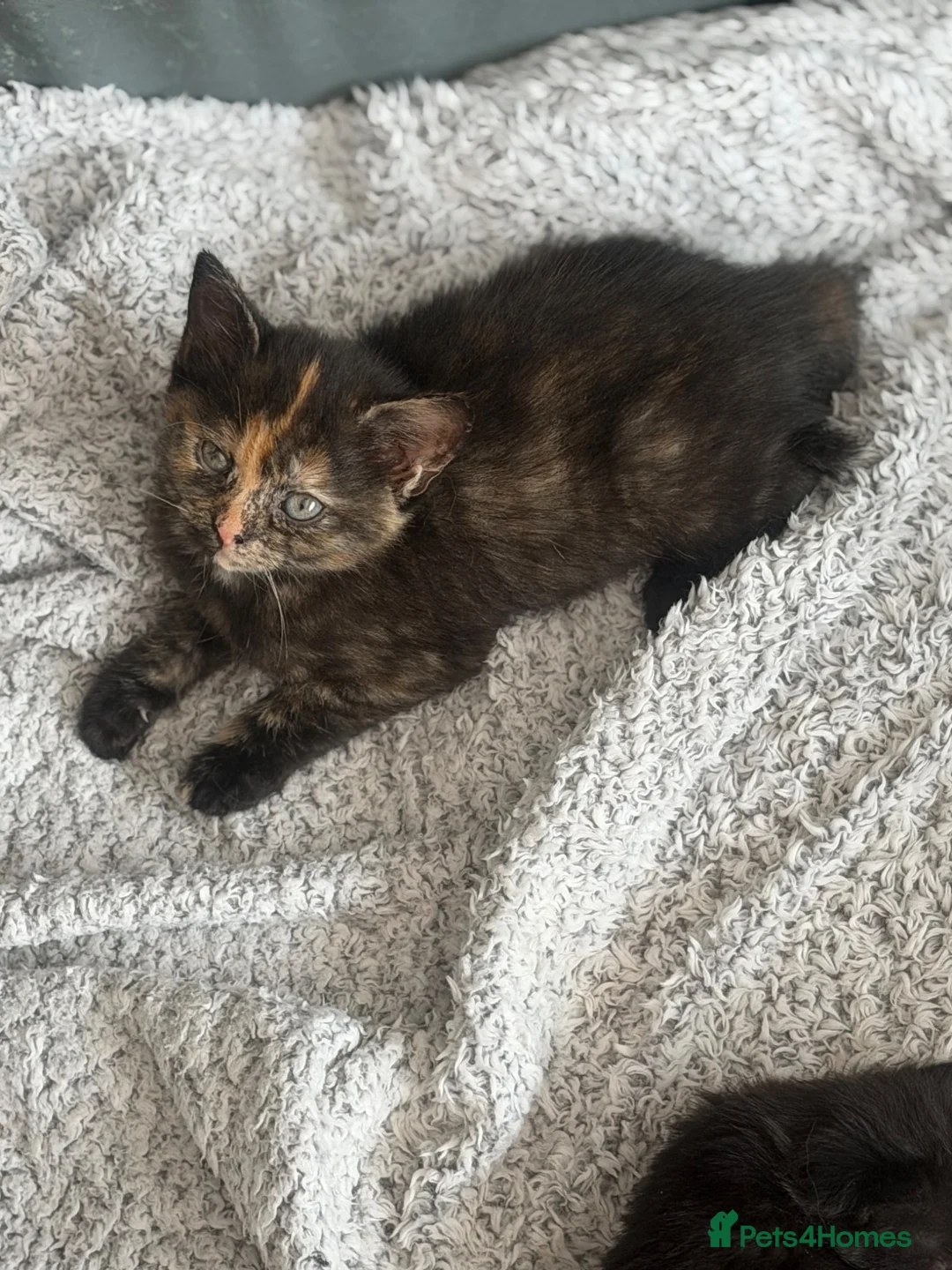 Mixed Breed cats for sale: 2 remaining kittens- £120 each or £220 for both  - Advert 2