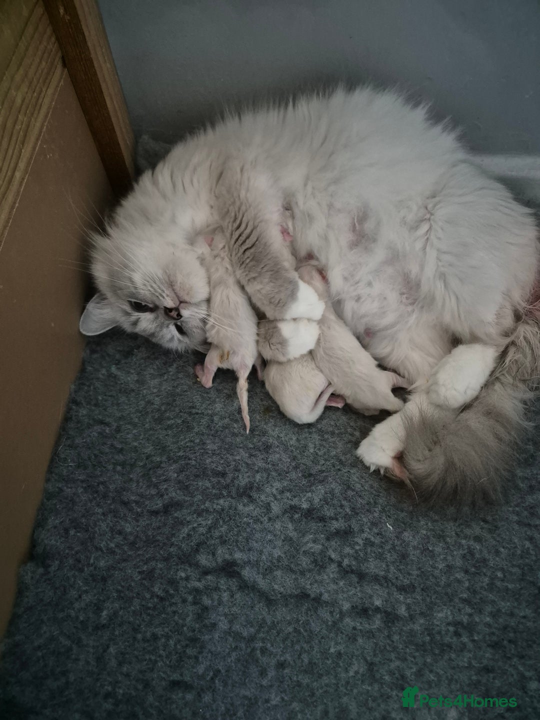 Ragdoll cats for sale: Ragdolls ready 10th January 26'💙 - Image 5