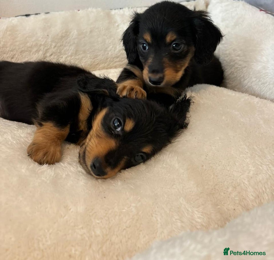 Dachshund dogs for sale: Dachshund long haired miniature - Image 9