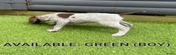 German Shorthaired Pointer dogs for sale: German shorthaired pointer puppies 5 weeks old in Swindon - Advert 15