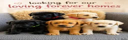 Labrador Retriever dogs for sale: Labrador Puppies  - Advert 2