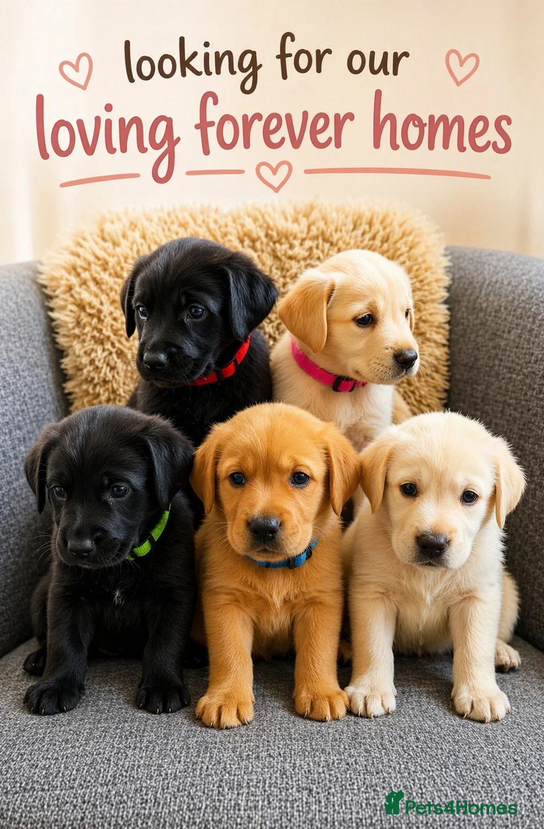 Labrador Retriever dogs for sale: Labrador Puppies  - Advert 2
