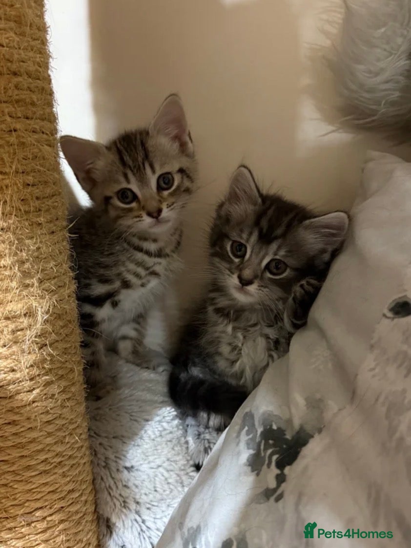 Mixed Breed cats Adorable Fluffy Tabby MaineCoon mixed Kitten🐱💕  - Advert 10