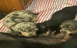 Miniature Dachshund dogs for sale: Stunning rare Miniature Dachshunds - Image 2