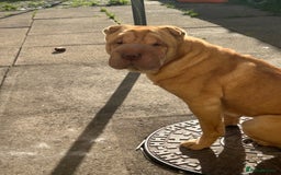 Shar Pei dogs for stud: Snoopy female  - Image 1
