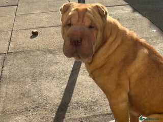 Shar Pei dogs - Advert 1