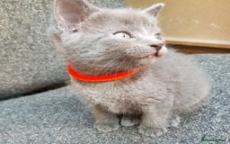 Mixed Breed cats for sale: Grey kittens  - Image 7
