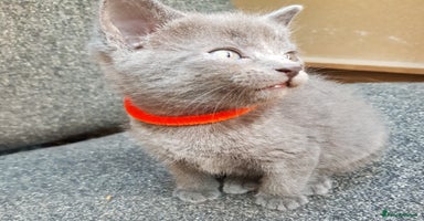 Mixed Breed cats - Advert 4