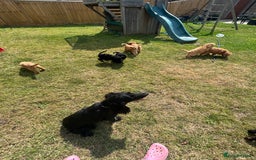 Cockapoo dogs for sale: Adorable F1 Cockapoos from 5* licensed breeder - Image 7